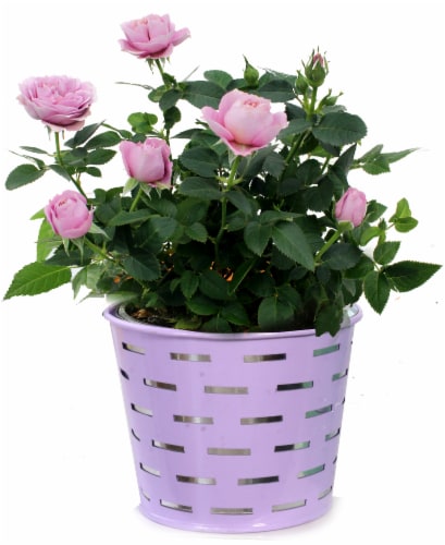 Rose Cutout Dash Tin Perspective: front