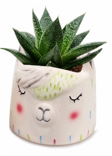 Succulent in Ceramic Llama Face Vase Perspective: front