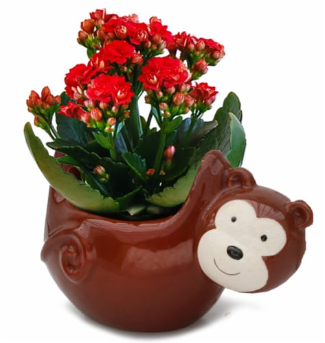 Come Hang Out Ceramic Calandiva Potted Plant Perspective: front