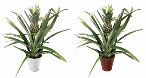 Pineapple Plant In Cover Pot Perspective: front