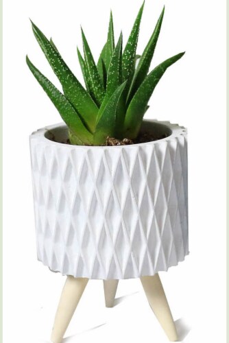 Succulent in Atomic Standing Ceramic Perspective: front