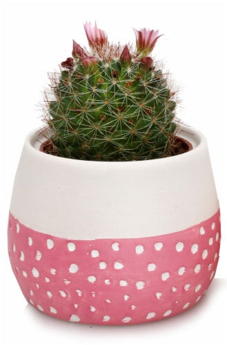 Blooming Cactus in Painted Sky Ceramic Pot Perspective: front