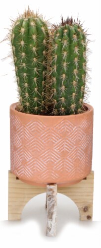 Hacienda Cactus in Wood Ceramic Stand Perspective: front