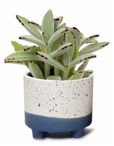 Succulent in Footed Splatter Paint Pot Perspective: front