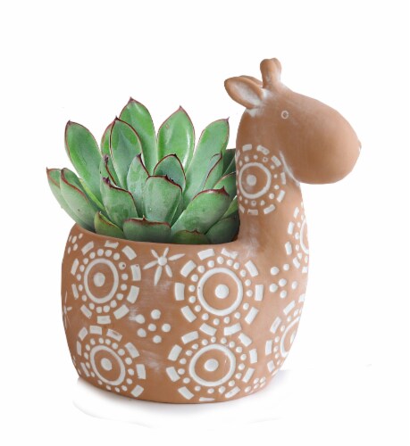 Succulent in Tribal Animal Pot Perspective: front