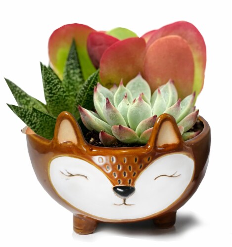 Succulent Garden in Ceramic Animal Bowl Perspective: front