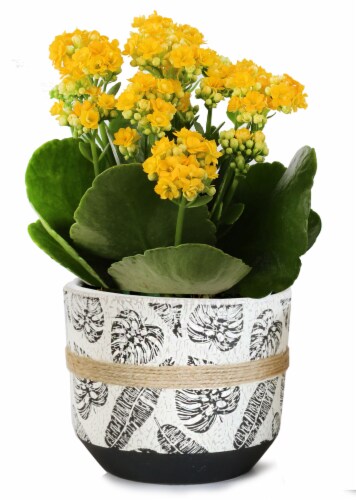 Calandiva in Ceramic Leaf Print Pot Perspective: front