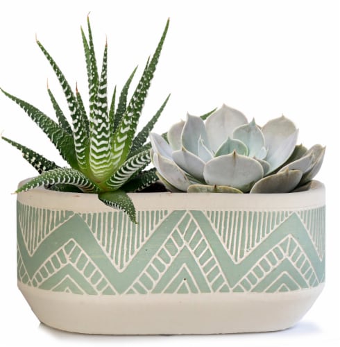 Succulents in Patterned Tribal Ceramic Pot Perspective: front