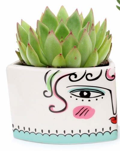 Rocket Farms Triangular Damas Ceramic Succulent Perspective: front