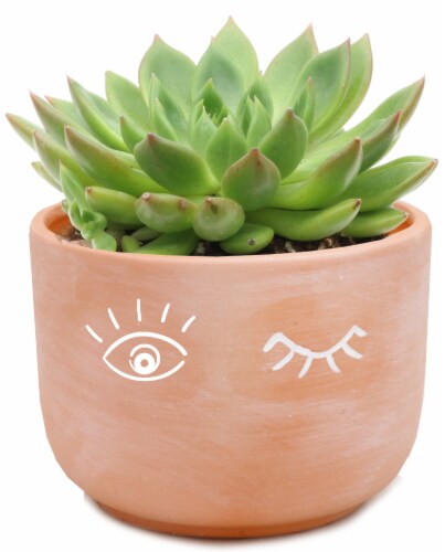 Rocket Farms Succulent in Terracotta Face Pot Perspective: front