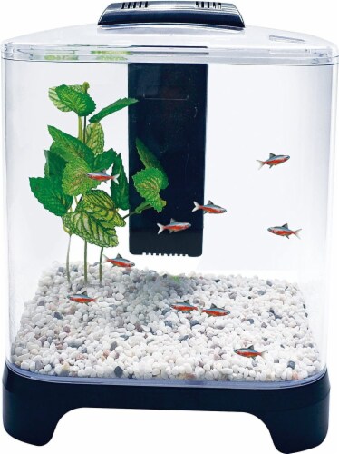 Penn Plax Betta Fish Aquarium Kit LED Light Internal Filter 1.5 gallon 1 each Harris Teeter