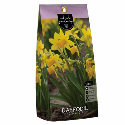 Daffodil Tete-A-Tete flower bulbs Perspective: front