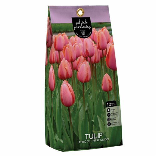Tulip Apricot Impression Peg Pack flower bulbs Perspective: front