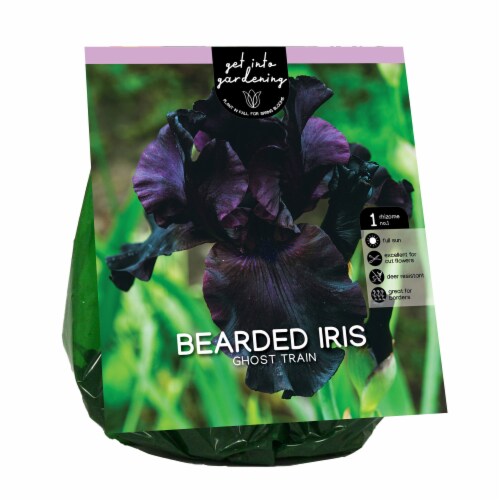 Get Into Gardenig Bearded Iris Ghost Train Perspective: front