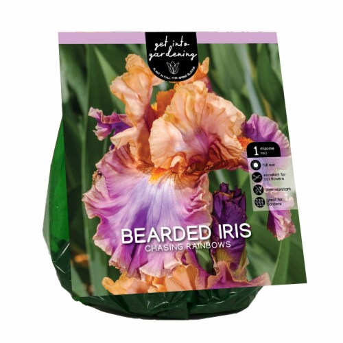 Van Zyverden Bearded Iris Bulb - Chasing Rainbows Perspective: front