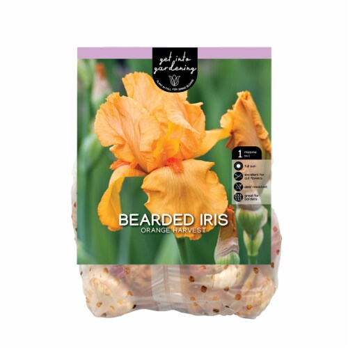 Bearded Iris Orange Harvest Perspective: front