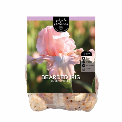 Bearded Iris Beverly Sills Perspective: front