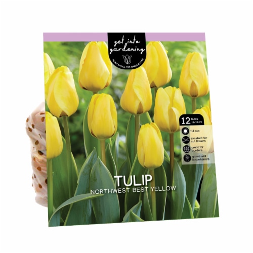 Van Zyverden Tulip Bulbs - Northwest Best Yellow Perspective: front