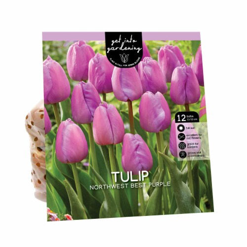 Van Zyverden Tulip Bulbs - Northwest Best Purple Perspective: front