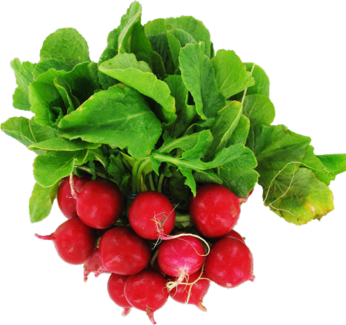 Organic Radishes Perspective: front