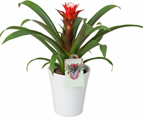 4-inch Bromeliad Potted Plant - Assorted Perspective: front