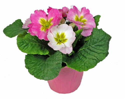 Primrose Classic Primula Perspective: front