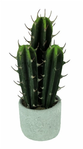 Cactus - 13 Things To Know About The Cactus Plant (Cacti)