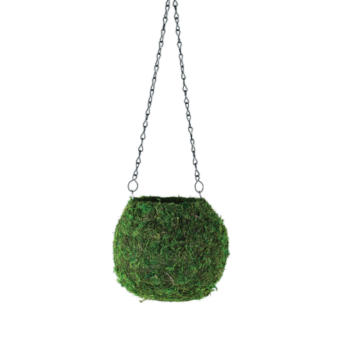 Syndicate Kokedama Perspective: front