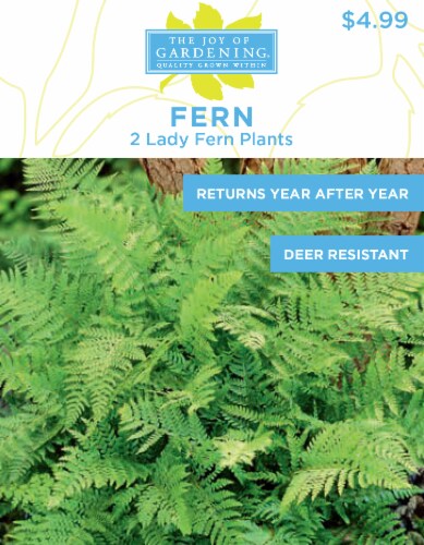 The Joy of Gardening® Lady Fern Plants Bulbs Perspective: front