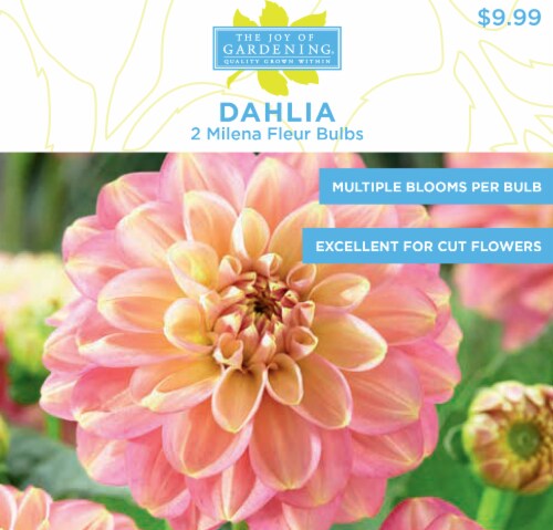The Joy of Gardening® Dahlia Milena Fleur Bulbs Perspective: front