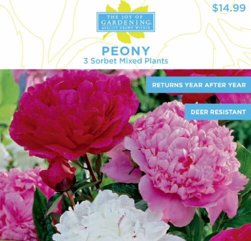 The Joy of Gardening® Peony Sorbet Mixed Plants Bulbs Perspective: front