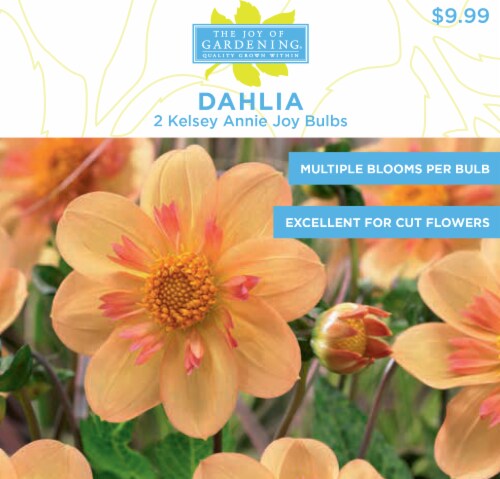 The Joy of Gardening® Dahlia Kelsey Annie Joy Bulbs Perspective: front