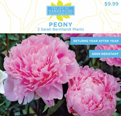 The Joy of Gardening® Peony Sarah Bernhardt Plants Bulbs Perspective: front