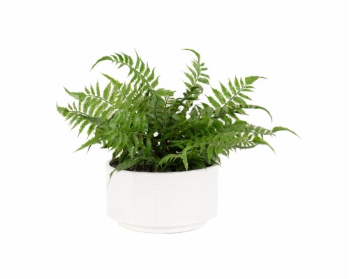 HD Designs Fern in Ceramic Pot - White Perspective: front