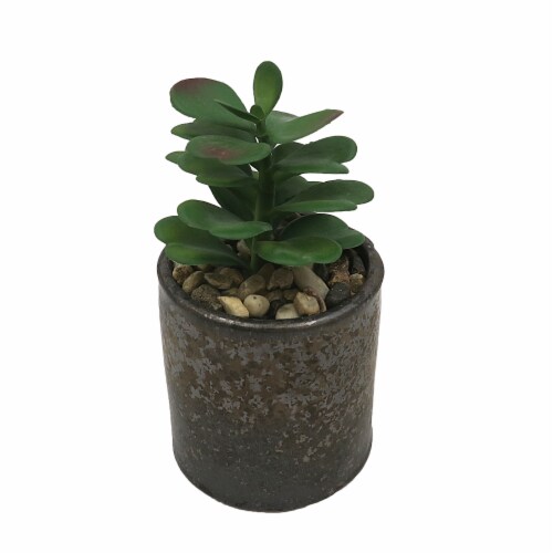 HD Designs Ceramic Planter with Succulent Perspective: front