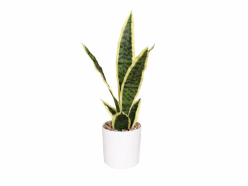 HD Designs Artificial Sansevieria Plant in White Pot Perspective: front