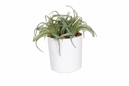 HD Designs Artificial Tillandsia in White Pot Perspective: front