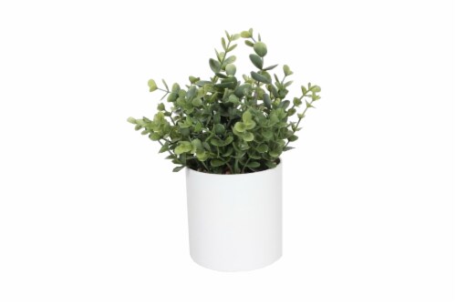 HD Designs Potted Buxus - White Perspective: front