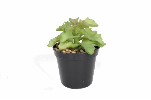 HD Designs Artificial Succulent in Black Pot Perspective: front