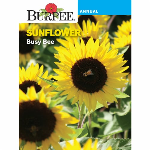 Burpee® Sunflower Busy Bee Seeds Perspective: front