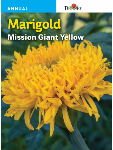 Burpee Mission Giant Marigold Seeds Perspective: front