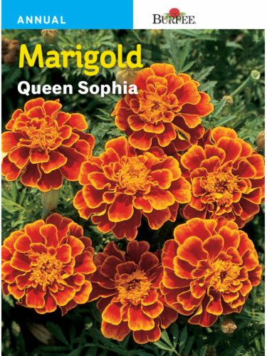 Burpee Marigold Queen Sophia Seeds Perspective: front