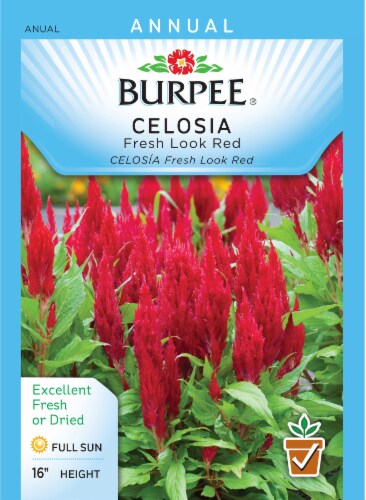 Burpee Fresh Look Red Celosia Seeds Perspective: front