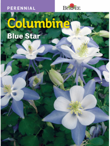 Burpee Columbine Blue Star Seeds Perspective: front