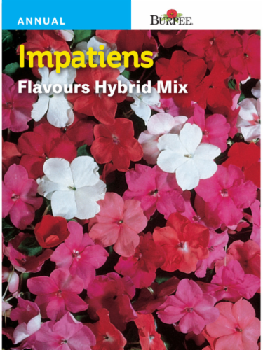 Burpee® Impatiens Flavours Hybrid Mix Seeds Perspective: front