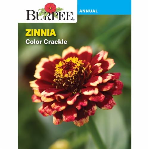 Burpee Color Crackle Zinnia Seeds Perspective: front