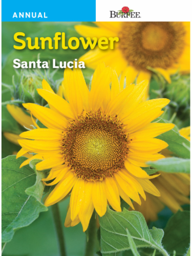 Burpee Sunflower Santa Lucia Seeds Perspective: front