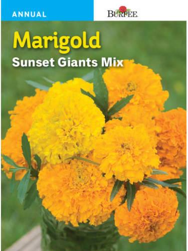 Burpee Sunset Giants Mix Marigold Seeds Perspective: front