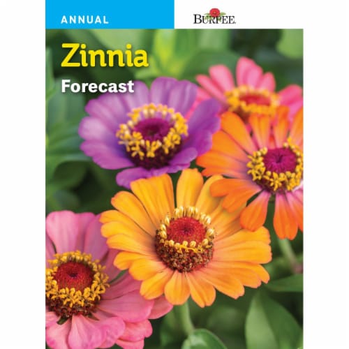 Burpee Zinnia Forecast Seeds Perspective: front