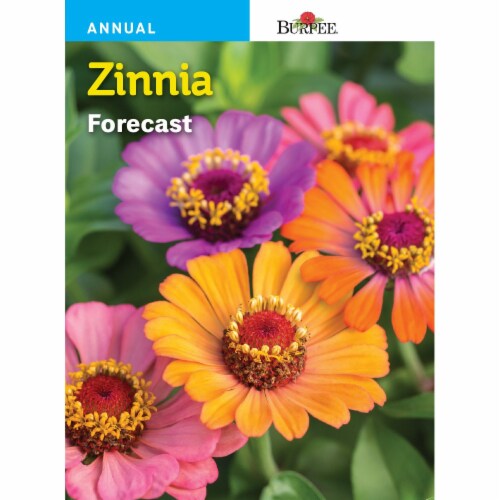 Burpee Zinnia Forecast Seeds Perspective: front